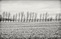 Farlie, South Island NZ
