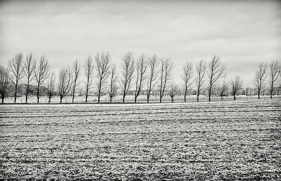 Farlie, South Island NZ