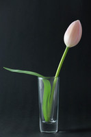 Examples of Still Life