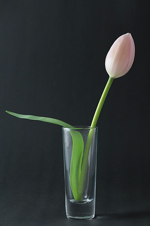 The tulip