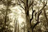 Mystic - The trees