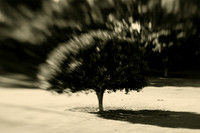 Sydney park, st peters