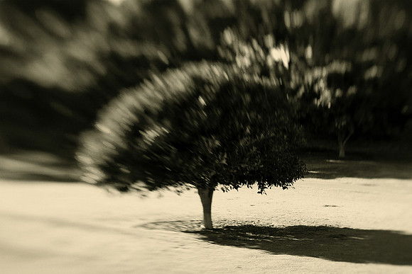 Sydney park, st peters