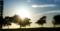 Sydney park, st peters
