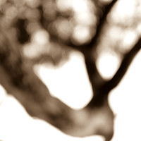 Tree Sculptures